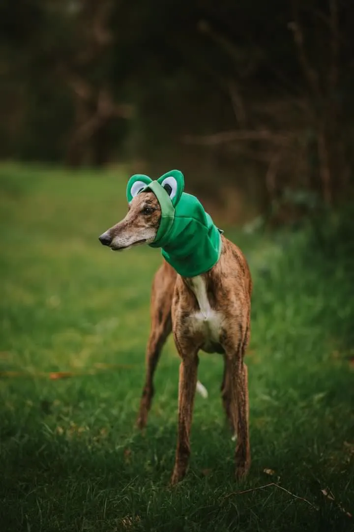 Frog Snoodie